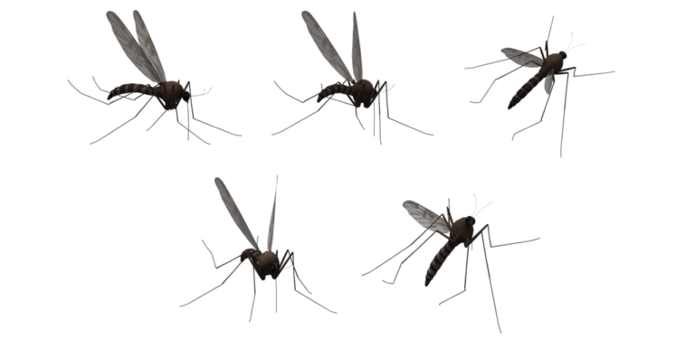 Dengue Mosquitoes Illustration